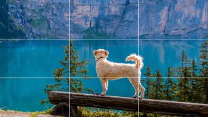 Dog standing on a bench overlookign a lake