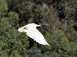 Flying ibis
