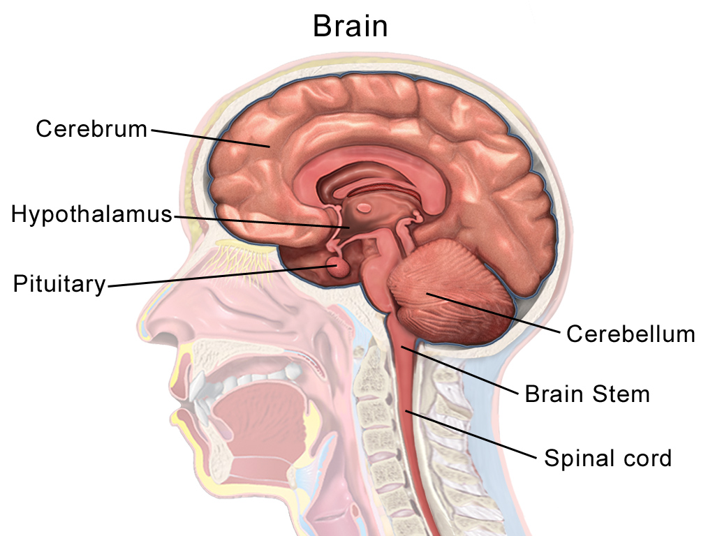 Diagram shows location in the brain of the cerebrum, hypothalamus, pituitary, cerebellum, brain stem and spinal cord.