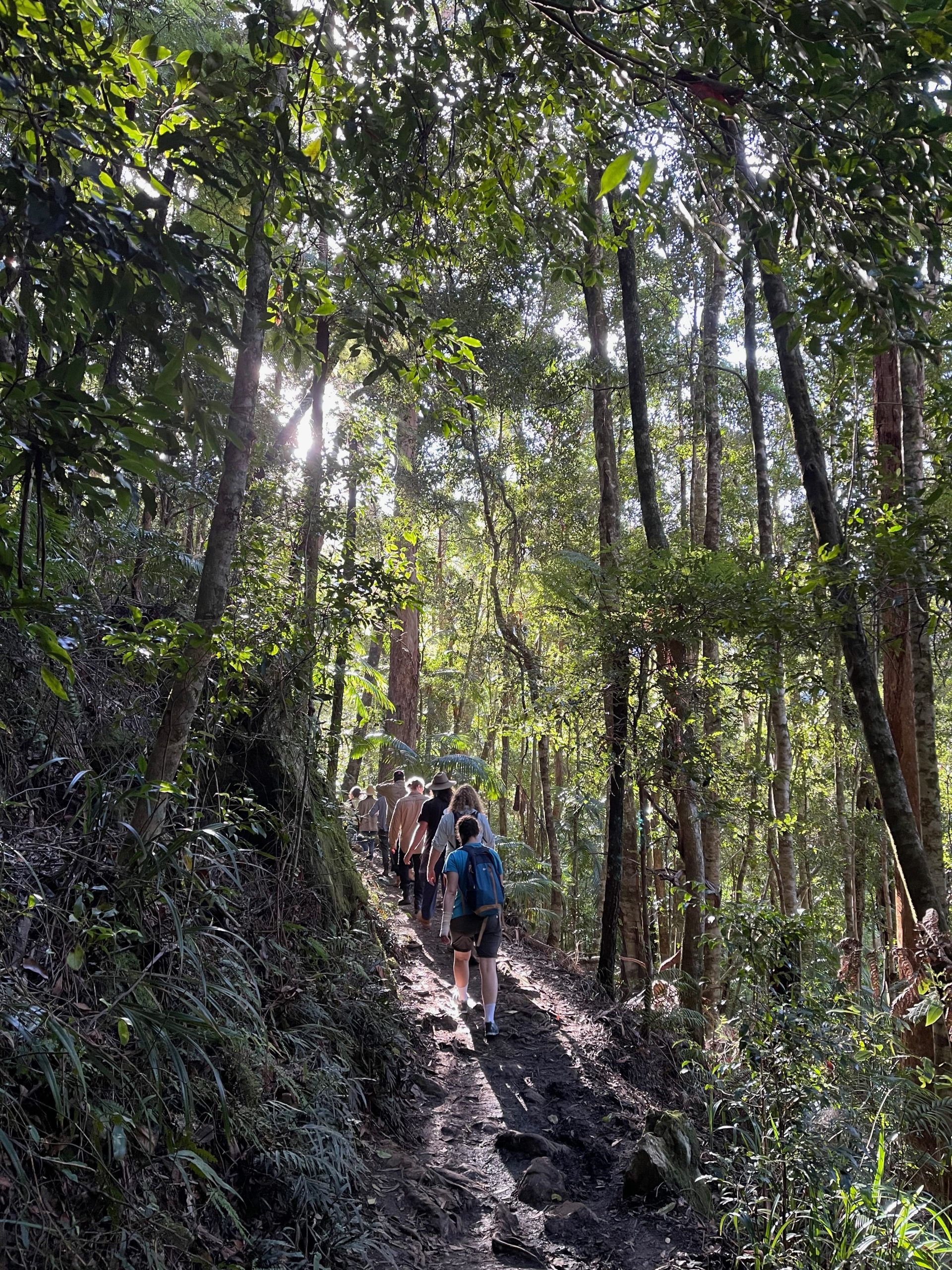 The group are walking on a path up an incline in the bush with the sun shining on them through the trees.