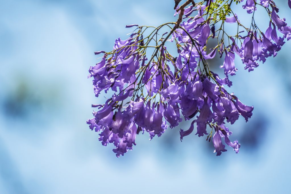 Jacaranda flowers with blue sky in background