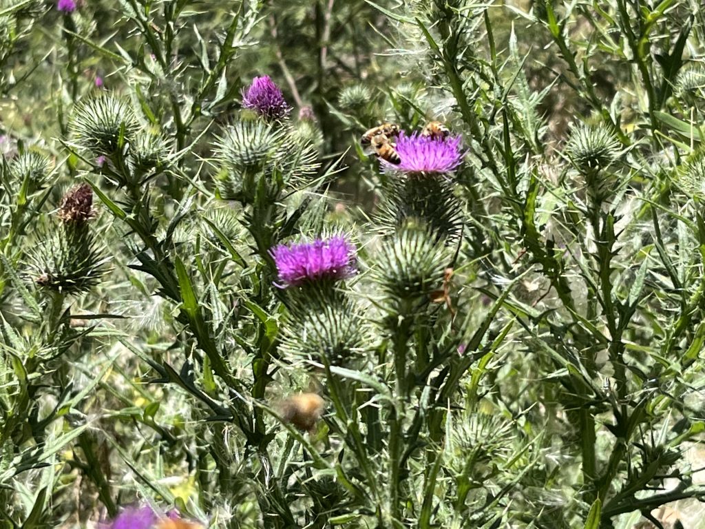 Photo of three thistle flowers with bees