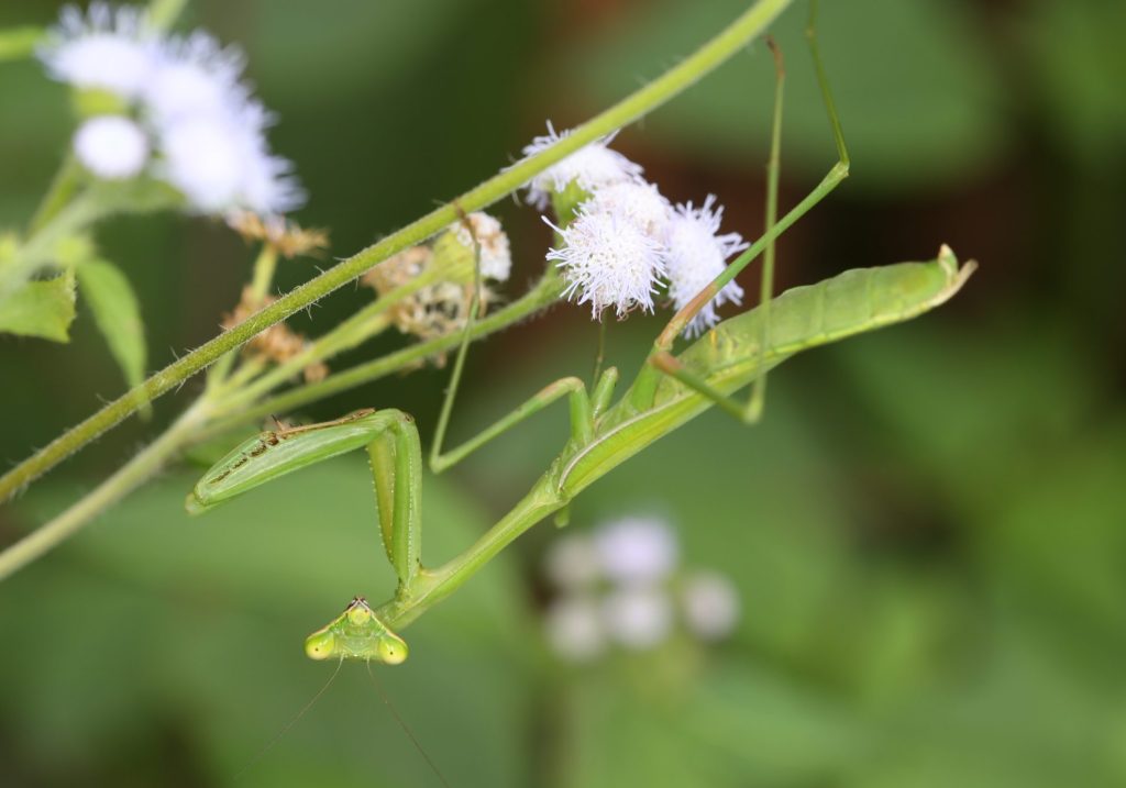 Photo of a praying mantis