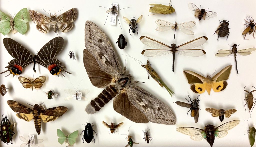 A diverse selection of insects