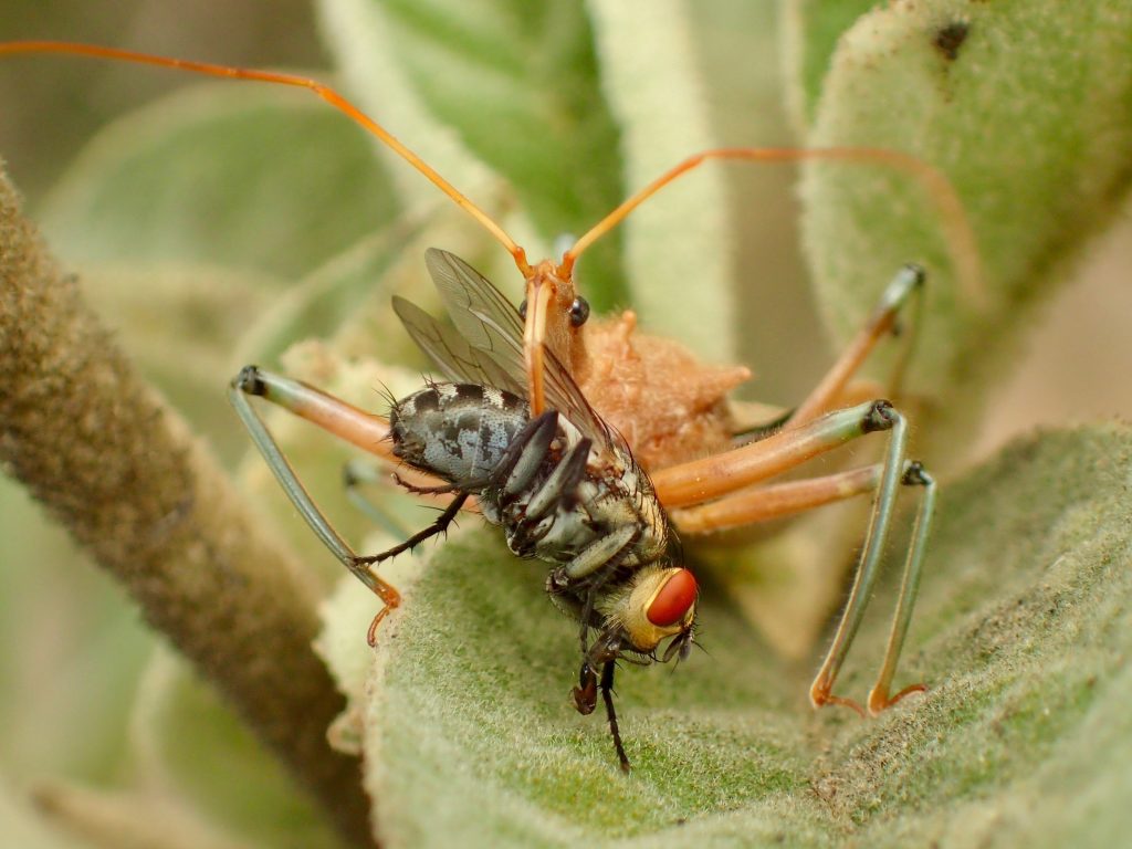 Assassin bug eating a fly.