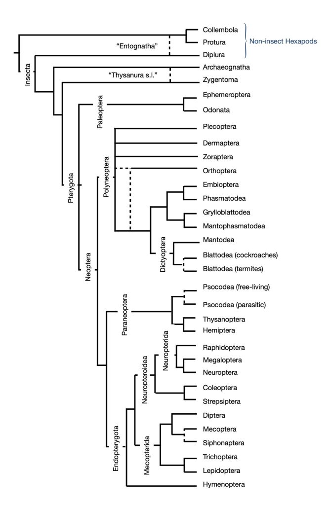 cladogram of insect groups