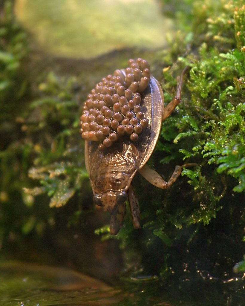 Photo of a water bug carrying eggs on its back.
