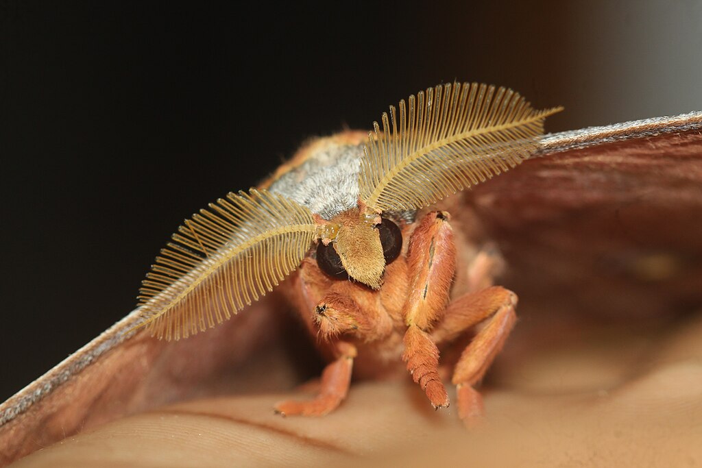 Photo of moth with bipectinate antennae