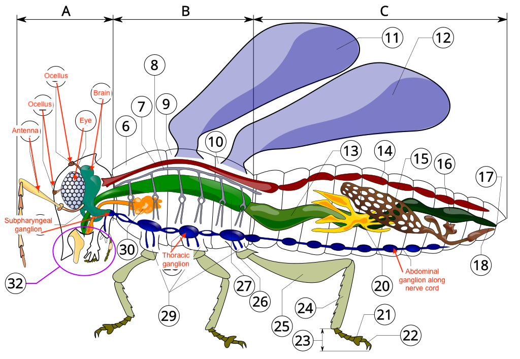 Diagram of insect anatomy