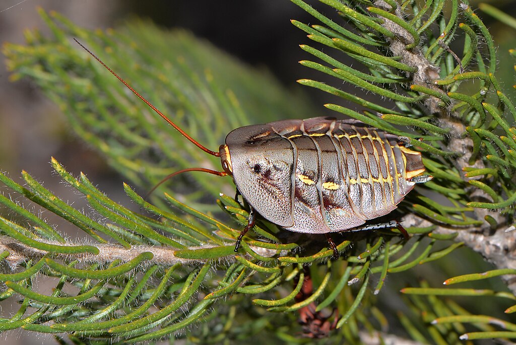 Photo of an Australian native cockroach