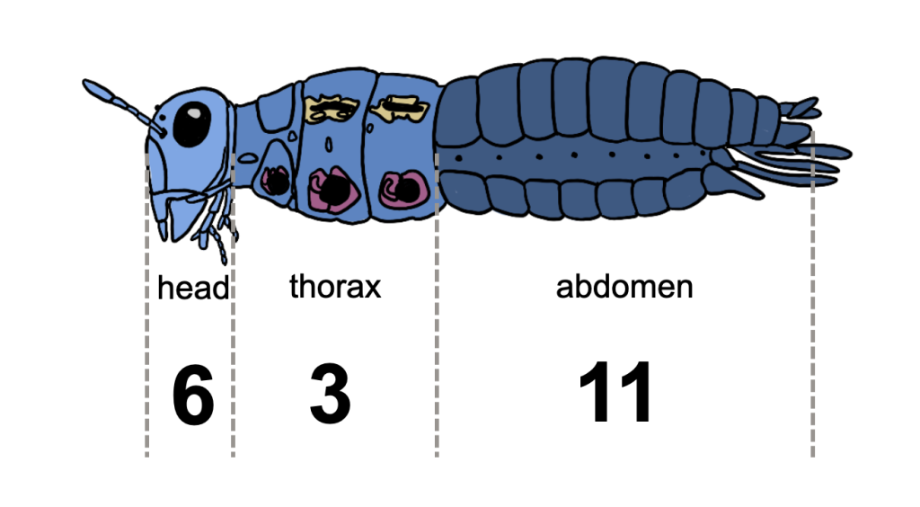The three tagmata of the generalised insect body.