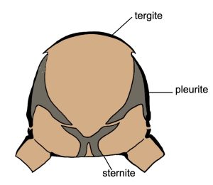 Diagram of three types of body plates