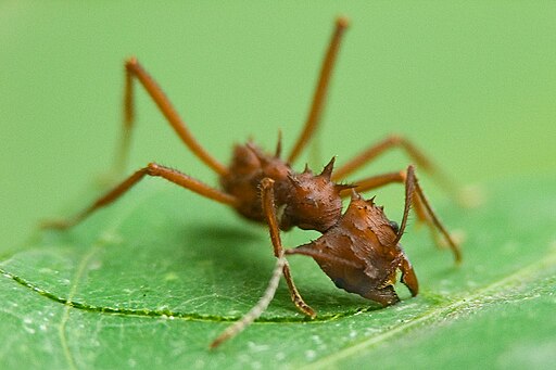 Leaf cutter ant cutting a leaf