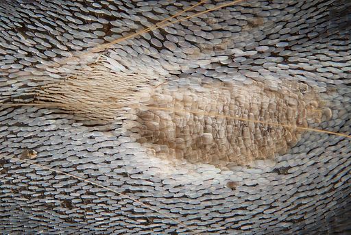 Photo of Androconia - special scales on butterfly wings that produce pheromones.