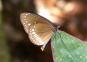 Male butterfly showing the hair pencils everted at the end of the abdomen.