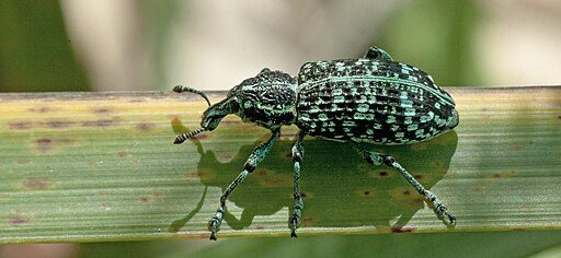 Botany Bay weevil