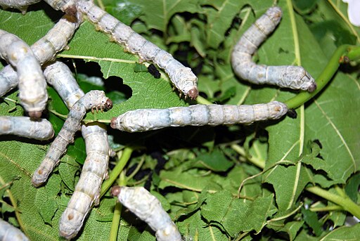 Silkworm caterpillars on mulberry leaves.