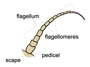 Diagram of antennal structures