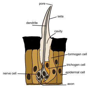 Diagram of a gustatory dendrite