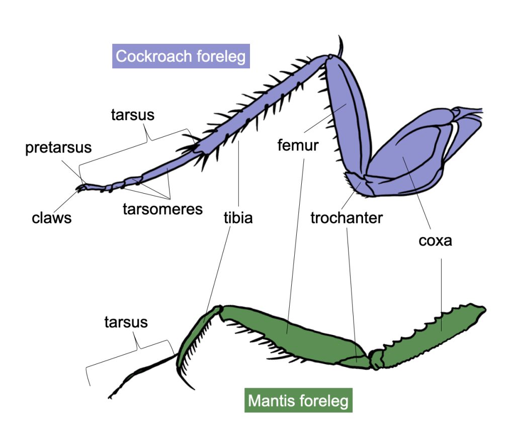 Diagram of insect legs