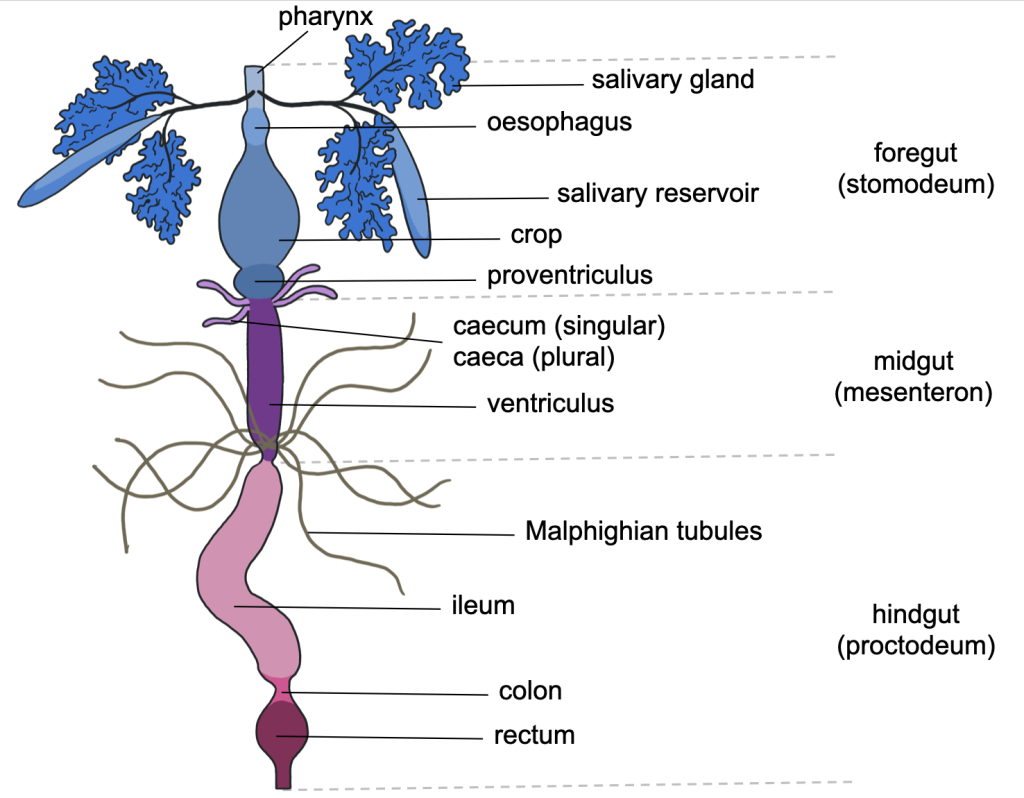 Diagram of the insect gut