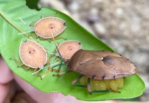 Photo of female true bug guarding eggs.