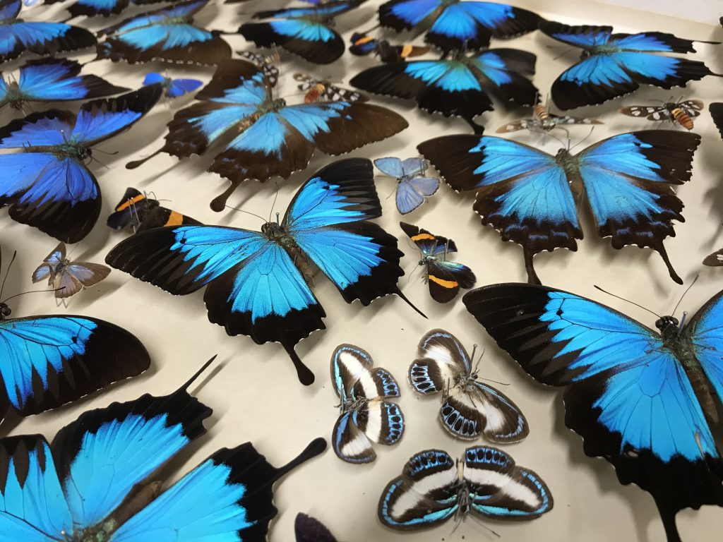 a display of blue iridescent butterflies