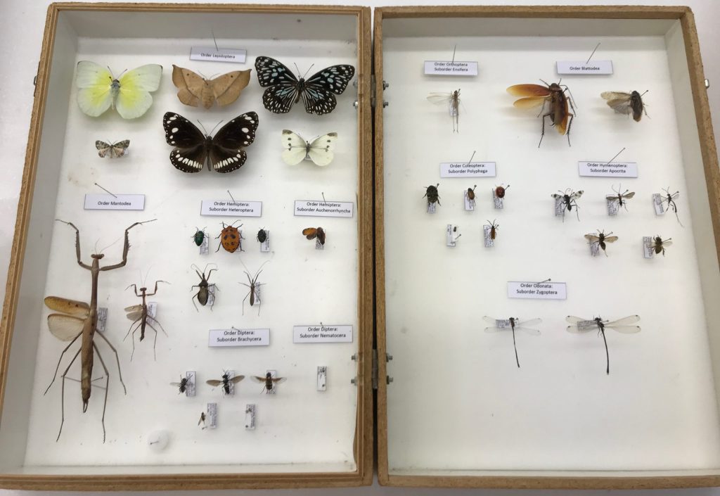 Photo of an insect collection classified by order