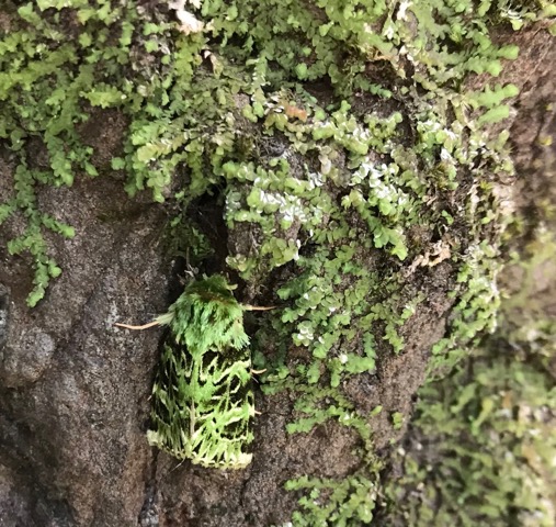 A green mottled moth hidden amongst green lichen.