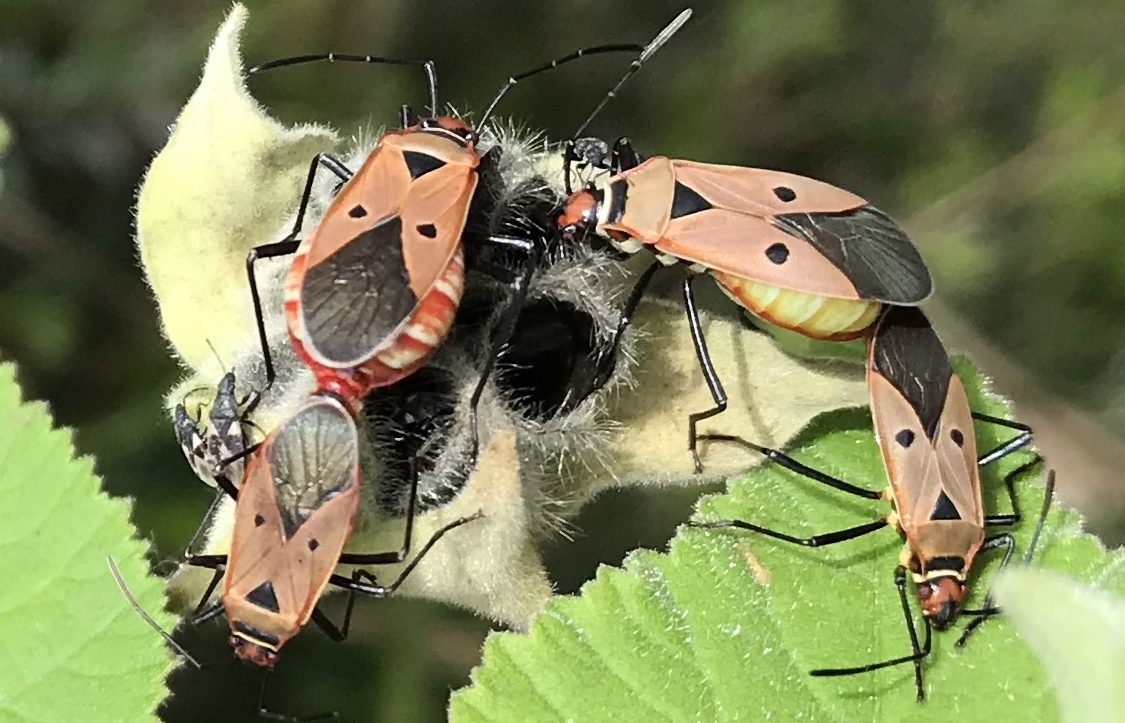 Photo of insects mating