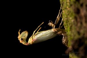 Photo of an eclosing mantispid lacewing adult