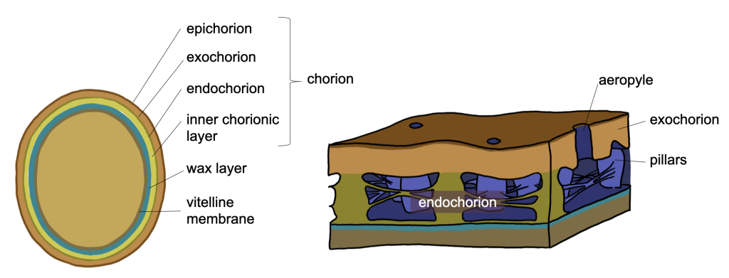 diagram of insect egg structures