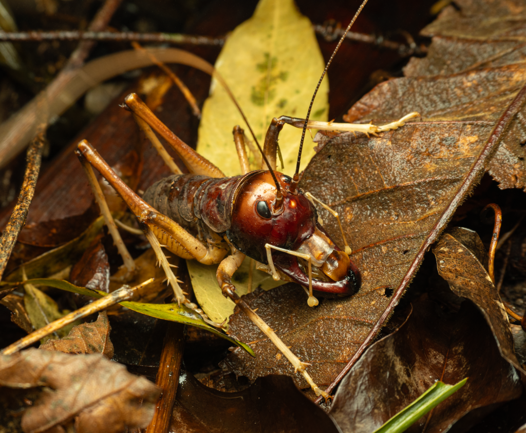 Photo of a King Cricket