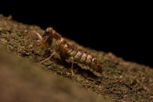 Neuroptera pupa photo