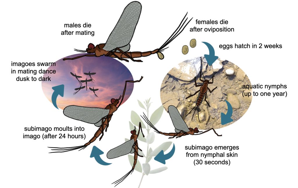 Diagram of the mayfly life cycle (Ephemeroptera)