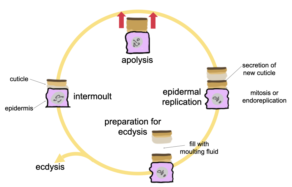 Diagram of the moulting cycle