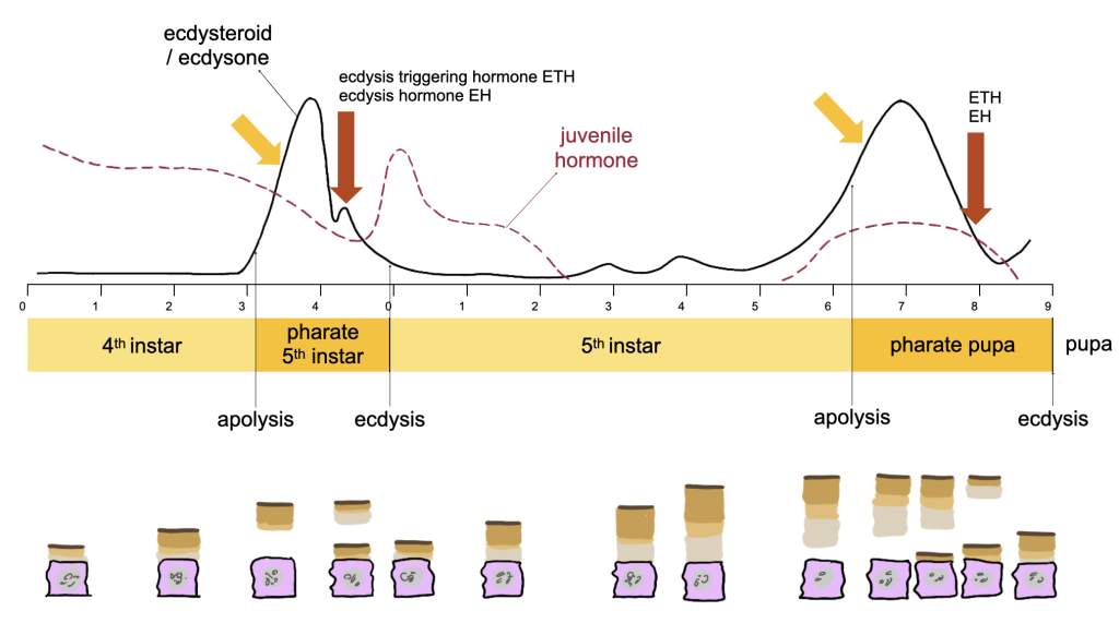 diagram of hormones throughout development