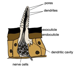 diagram of an olfactory sensor