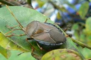 Photo of bronze orange bug.