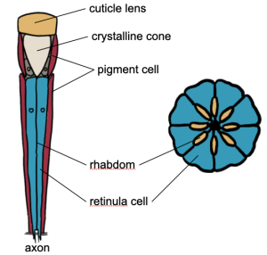 Diagram of an ommatidium