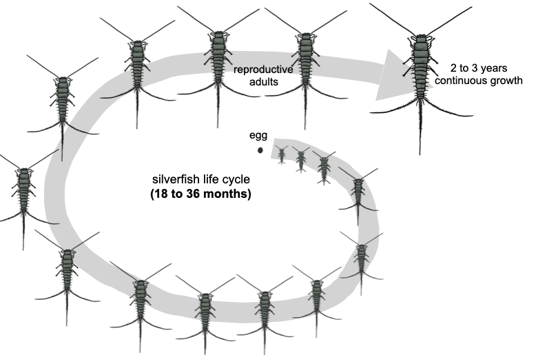 Diagram of silverfish life cycle (hemimetabolous)