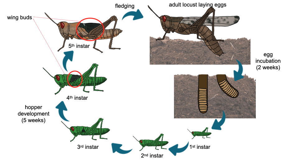 Diagram of hemimetabolous life cycle - example is grasshopper (Orthoptera)