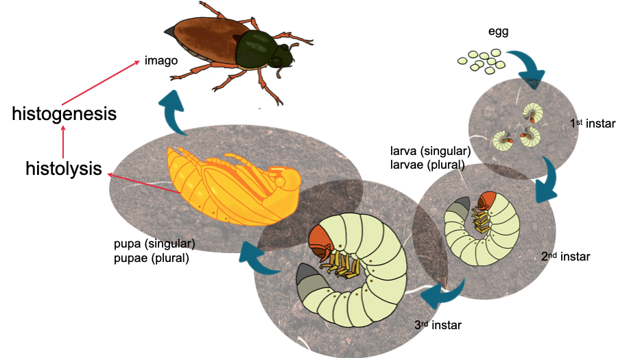 Diagram of holometabolous life cycle - example is beetle (Coleoptera)