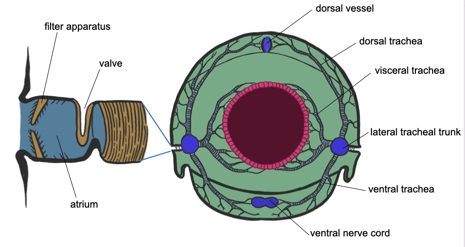 A cross section of insect body labelling the various trachea and ventral nerve cord.