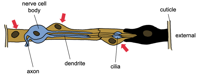 Diagram of a chordotonal sense organ