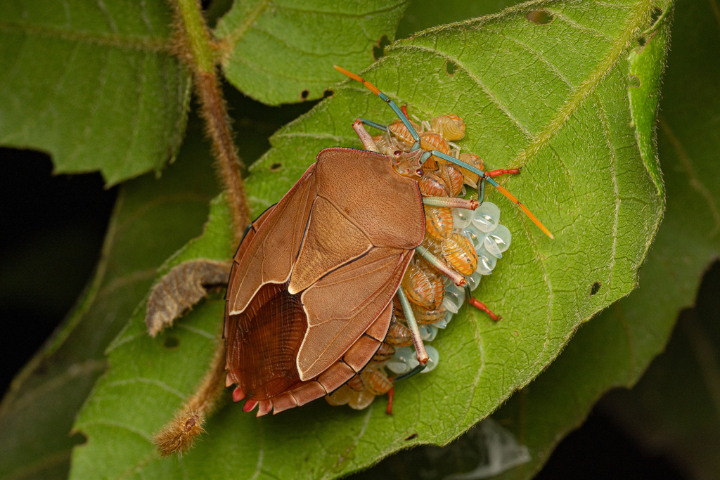 Photo of female Tesseratomid guarding eggs and nymphs