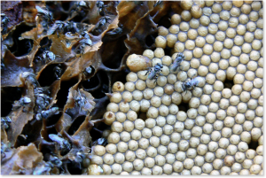 Photo of brood comb and honey pots inside a native bee hive