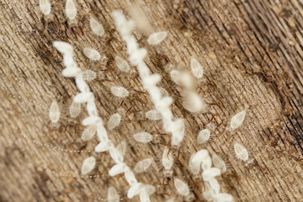 Photo of antlion larvae (Neuroptera) hatching from eggs on stalks.