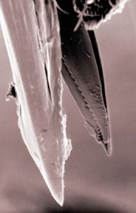 SEM image of biting midge mouthparts