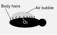 Diagram of an insect carrying an air bubble